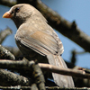 Grote diksnavelmees
