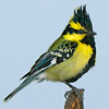 Kroonmees