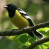 Palawanmees