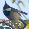 Roodbuikmees
