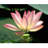 Lotusbloem
