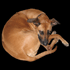 Chica (Rhodesian Ridgeback)