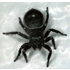 Spin (Pystira Orbiculata)