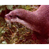 Otter