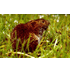 Noordse Woelmuis