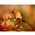 Pestvogel