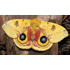 Automeris
