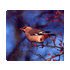 Pestvogel