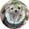 Babyegeltje